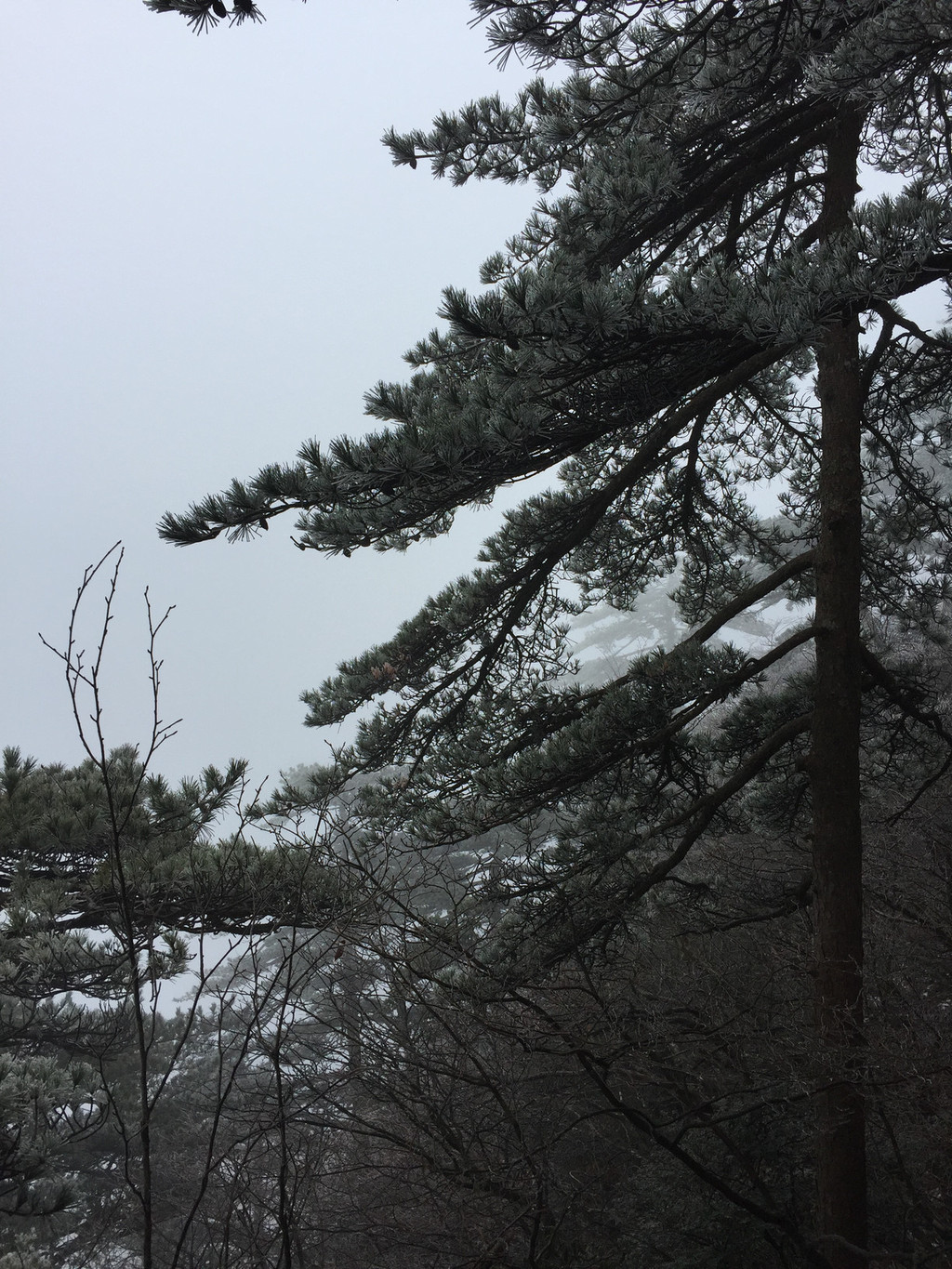 飘雪温泉泡在黄山 黄山风景区游记攻略【携程攻略】