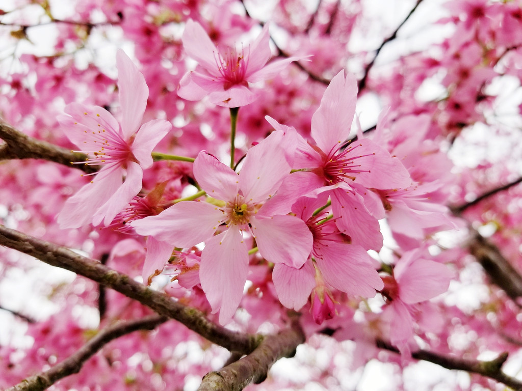 【福建 龙岩】永福樱花园|3月一场说走就走的旅行