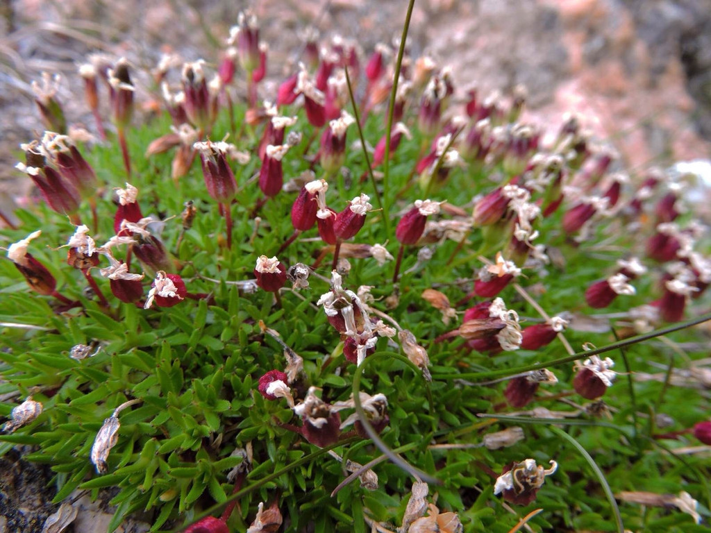                          苔藓花