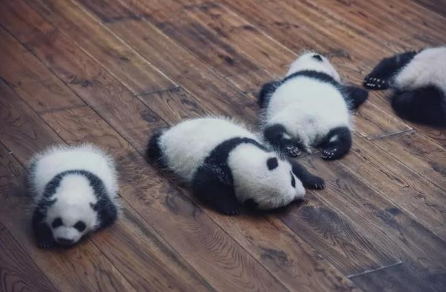 在午睡的小熊猫们,小小的软软的一团,像玩偶一样