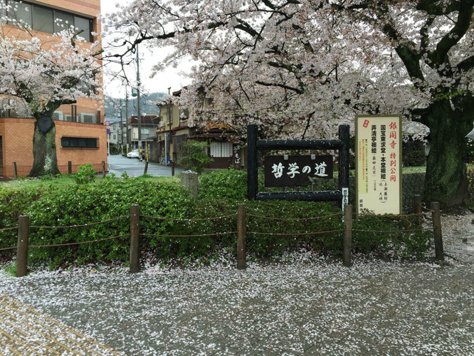 京都 樱之春