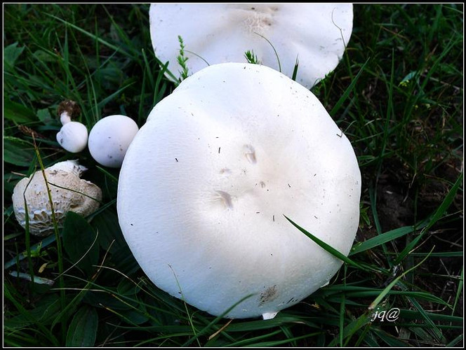漫步时在草地上无意发现这么大的白蘑菇