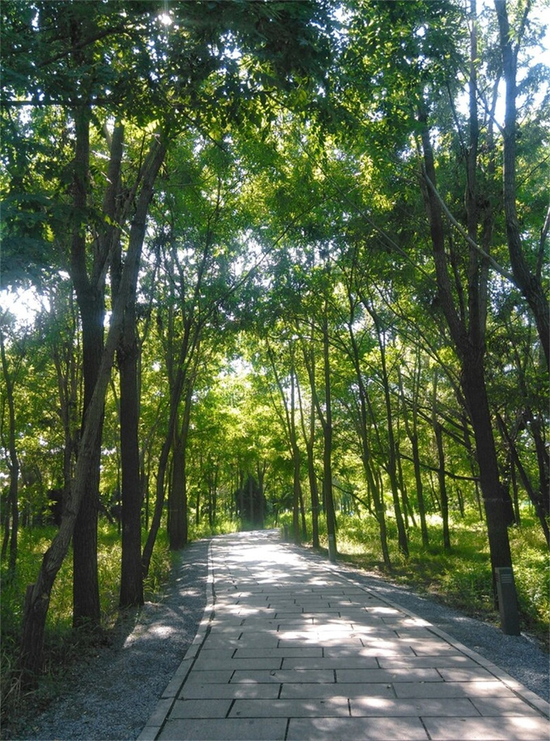 鸽子窝公园的小路林荫清凉,喜欢这种两旁遍值花草树木的小路,因为空气