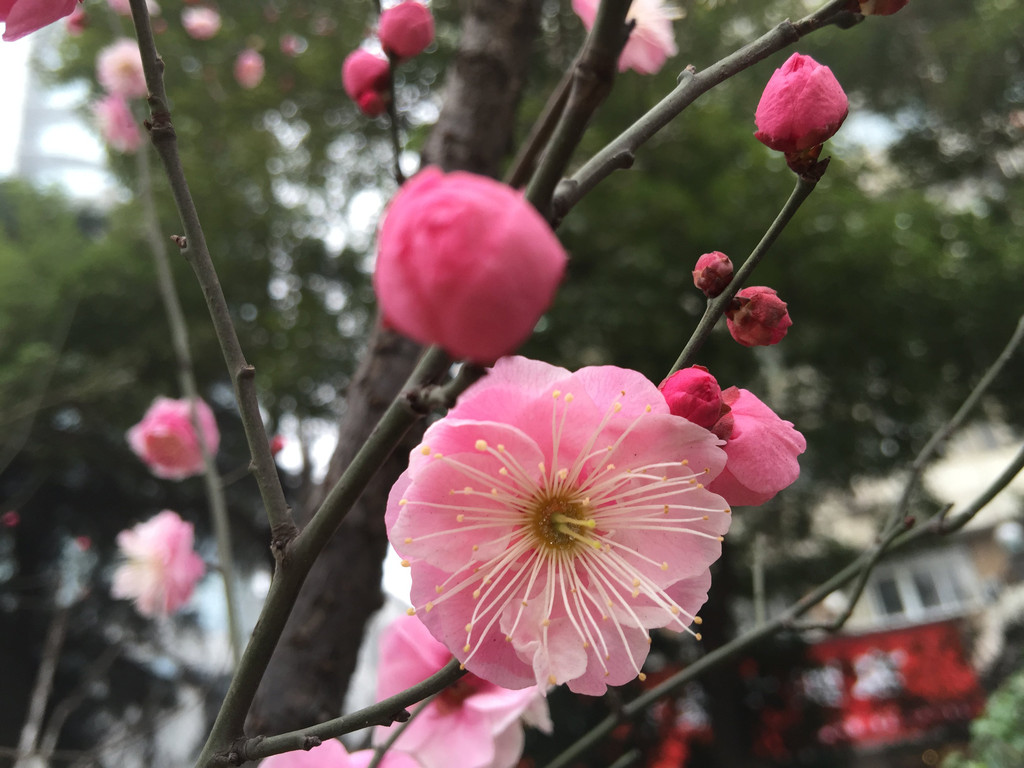 南京的市花有多美-梅花告诉你