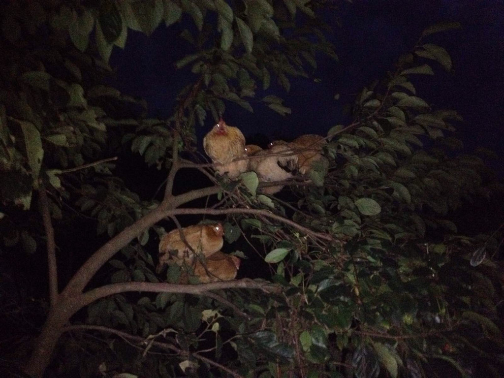 天屏山庄主人家的鸡仔晚上爬树上睡觉