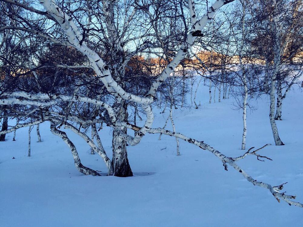                     雪中的白桦