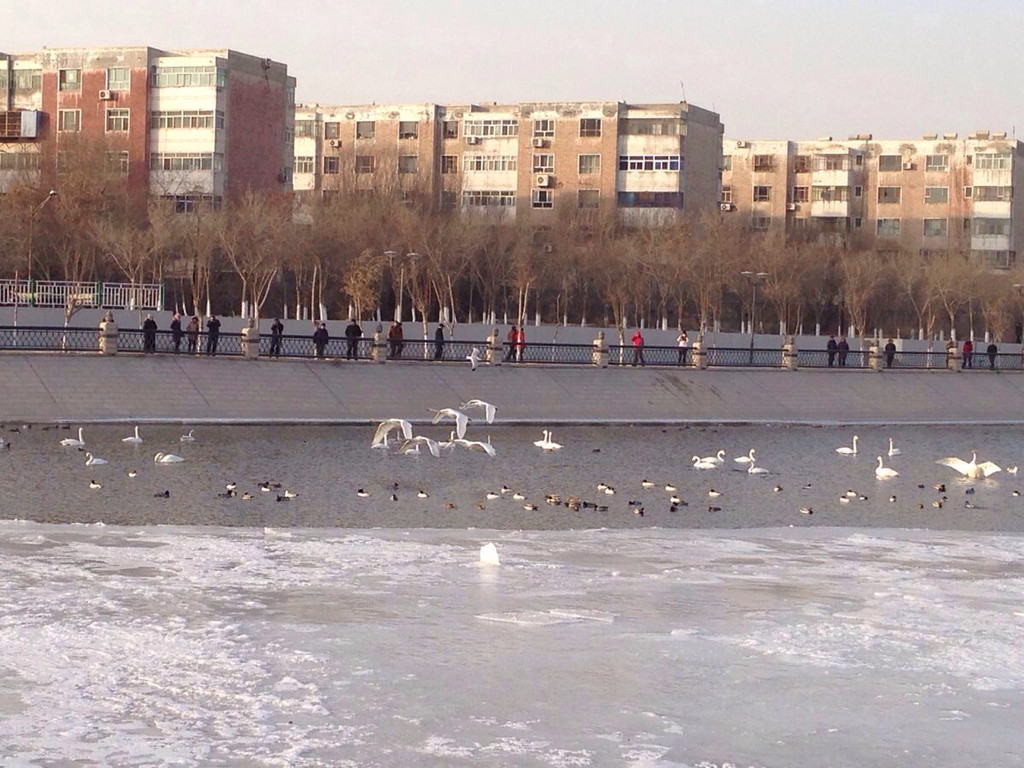 冬天的巴音郭楞库尔勒市孔雀河