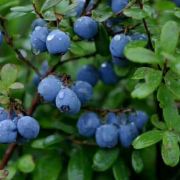 请问六月底北极村和阿里河的气温,穿什么衣服