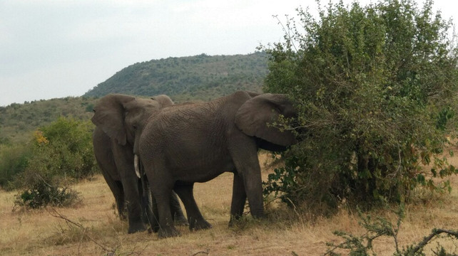 继续动物追踪 观看东非草原动物大迁徙