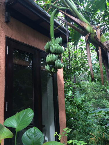 百年松树五月芭蕉猜一成语_芭蕉树图片(3)