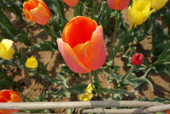 郑州两日游- 绿博园 --黄河湿地公园