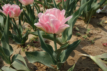 郑州两日游- 绿博园 --黄河湿地公园